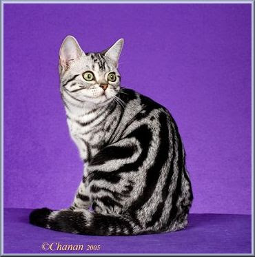 American Shorthair 06americanshorthair