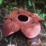 أكثر 10 نباتات روعة في العالم Rafflesia%2Bsumatra%255D