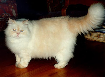 Happy Birthday FTV Persian-cat-white