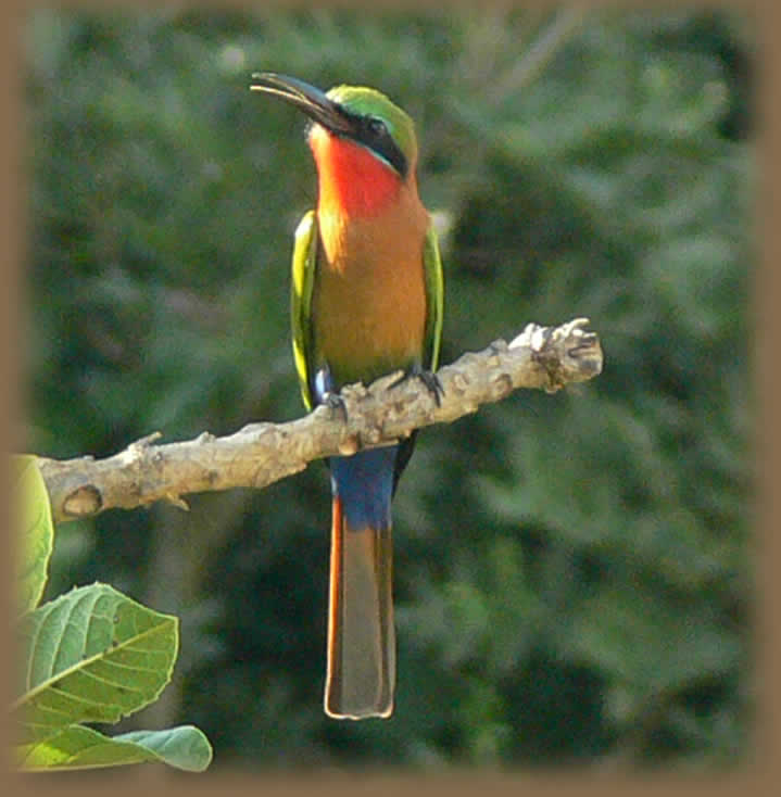 una foto curiosa - Página 5 Bird%2520watching%5B1%5D