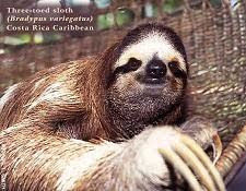 حقيقة مسخ بنما Sloth2