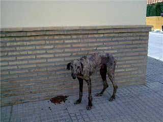 galgo - Urgente traslado desde Sevilla a Valencia de galgo en estado horrible. Hace falta una cadena humana - Página 2 1