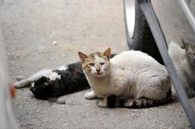 Gatos callejeros: una lección de amor Sokak-2