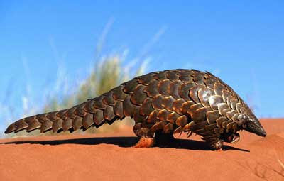 صور حيوانات نادرة Pangolin