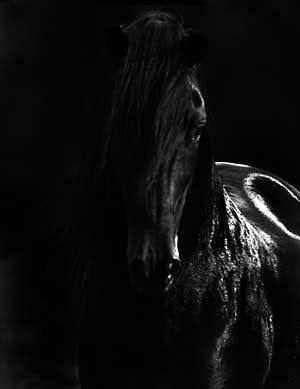 the devil for auction. Black_horse_by_RedSuffer