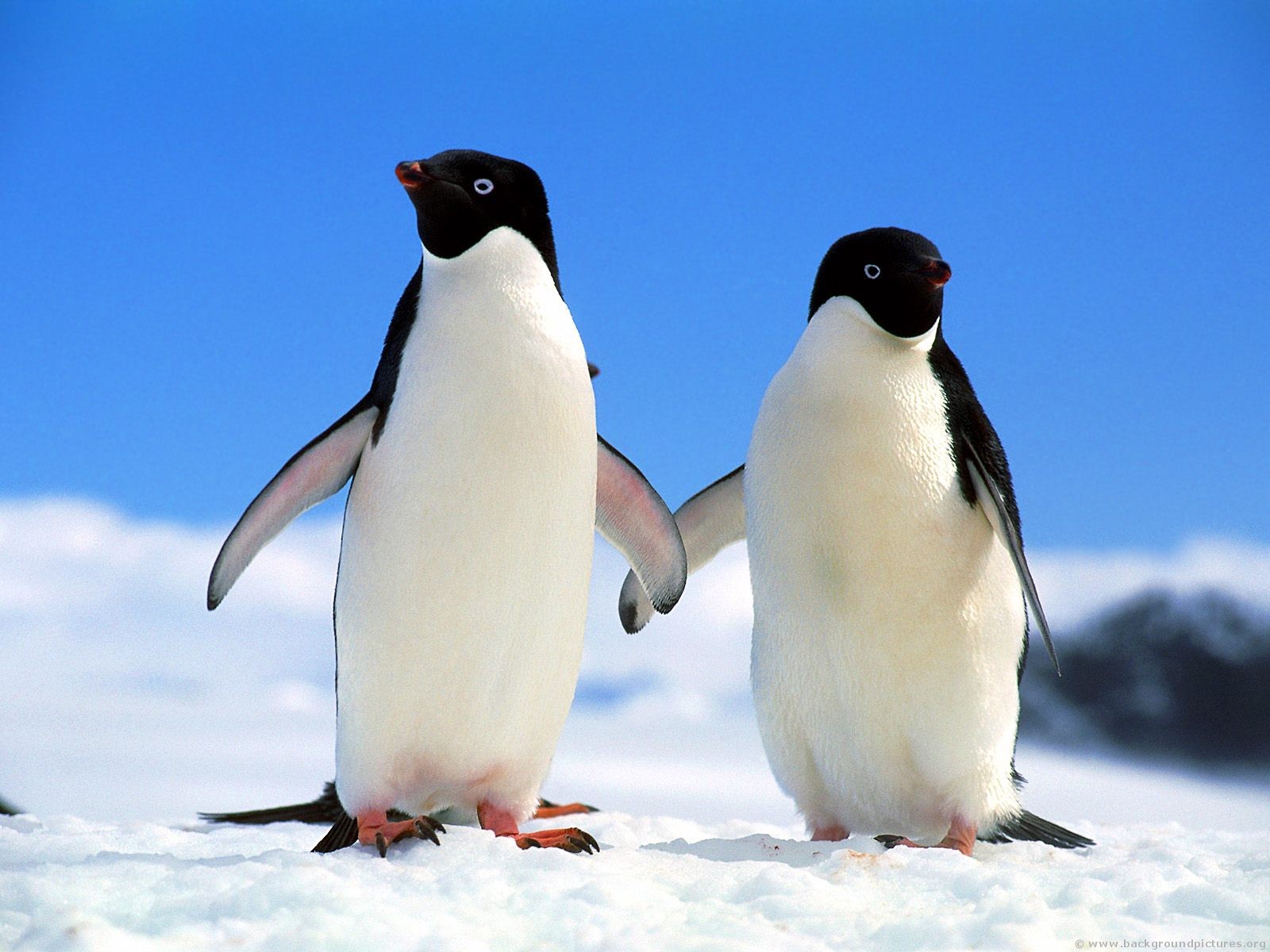 பெண் குயின் (Penguin) படங்கள். - Page 3 Companions_adelie_penguins