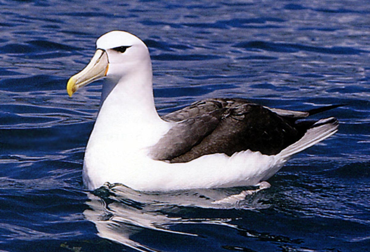 கடற் பறவை  White-Cap-Albatross