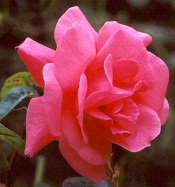 اجمل الورود Pink-garden-roses