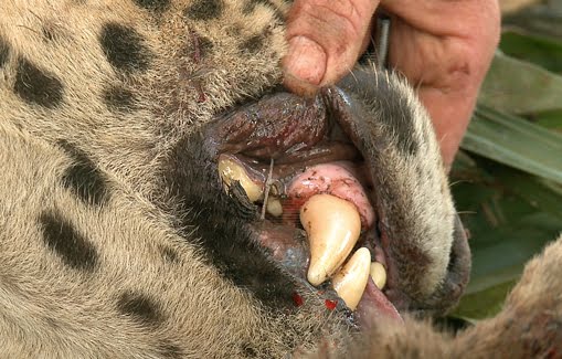 Jaguar monstro VS Tigre de Sumatra Onca-captura-dente