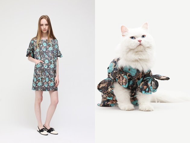 Sweetest fashion for cats - أحلى الأزياء للقطط Vice1