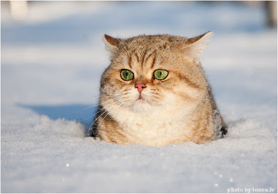 Snow Cat >.< Snow1