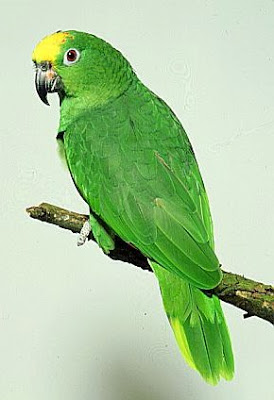 அழகான கிளிகள்.. Amazon-parrot