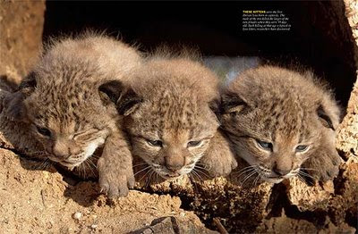 Lynx pardinus Iberian_Lynx_spreads02