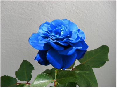 Dépose l'image d'une fleur  tous les mètres. - Page 22 Rose_bleu