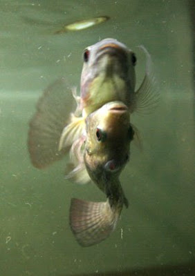  صور حيوانات غريبه Animal_oddity_twin_fish