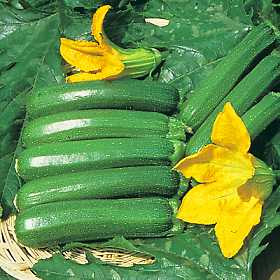 الفوائد الطبية للكوسة Courgettes