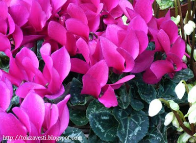 Ciklama-Cyclamen persicum Ciklame