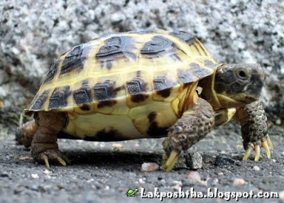 اطلاعات در مورد لاک پشت زمینی Russian_Tortoise