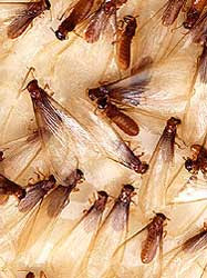 A criação de Tentilhões (Fringilla Coelebs) Termites