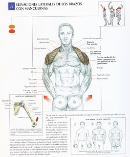 Consejos para mazamiento instantaneo 5-elevaciones-laterales-brazos-mancuernas