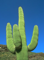 Veo muchos cambios Cactus-montanero