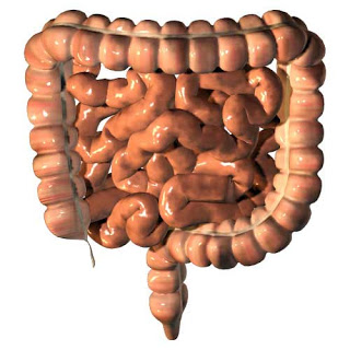 إزالة السموم shake off Intestine