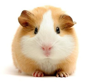 Extazzy~ namas ^.^ Guinea_pig