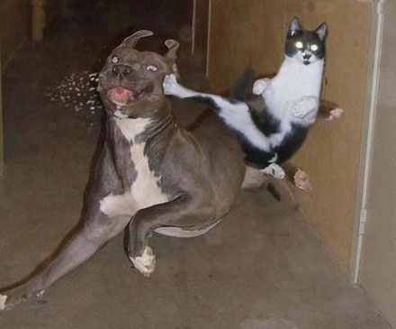 Image Wars!! Funnyfriday_cat_kicking_dog