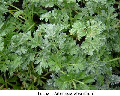 2ª Aula de Herbologia Artemisia%20absinthum