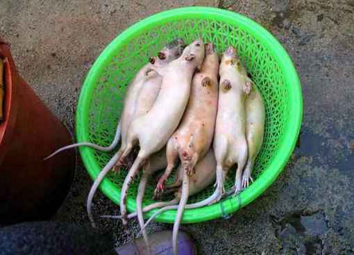 Foto Pengolahan Tikus Menjadi Ayam Tiruan 1