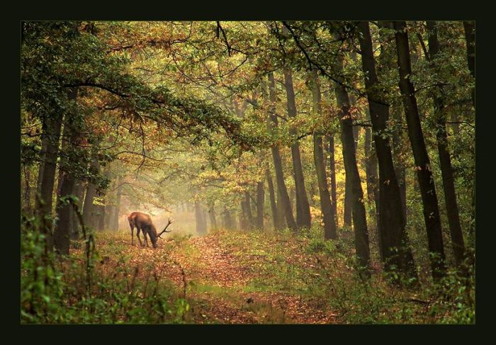 காடுகள் புகைப்படங்கள் Forest-nature-beauty%2B%287%29