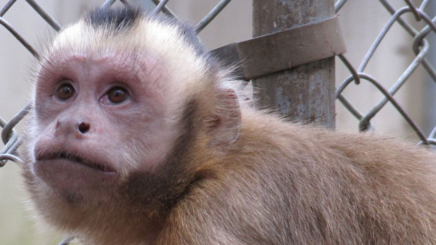 Despues de quejarse de obstruccioniemo Republicano... Capuchin