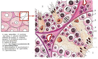 La reproduction sexuée : La spermatogénèse 3