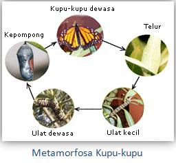 Kupu-kupu Transparan Metamorfosa-kupu-kupu