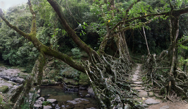 Los puentes vivientes de cherrapunji Picture-1_9