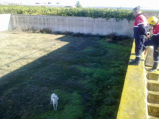 YAGO - rescatado de una balsa por los bomberos, ahora en la perrera de Orihuela 01122010128-768570