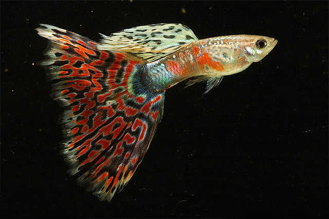 varieta principali poecilia reticulata Red_Mosaic_Guppy_Fish