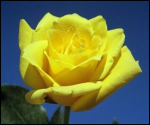 لغـــاات الــورود  Yellowrose001