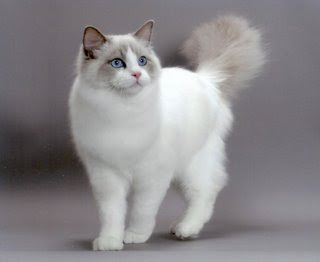 Bộ sưu tầm 30 loài mèo dc teen iu iu iu Cat-Ragdoll