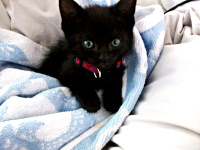 Your human pics - Page 3 Black-kitten-8