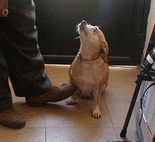 CATI - Perrita cuyo dueño ha fallecido hoy... peligro de ir a la perrera - Castellón Cati3-706845