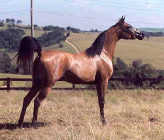 Fotos de Cavalos Racas_arabe