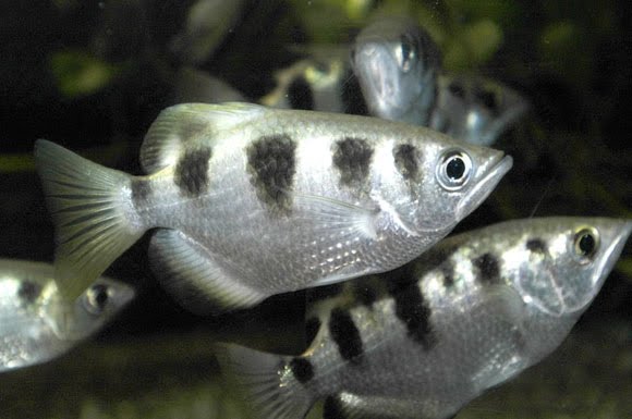 رامى السهام Archerfish( السمكه القناصه ) 24_94103_1270457929