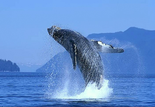 Foto abecedario - Página 11 Ballena-gris-los-cabos