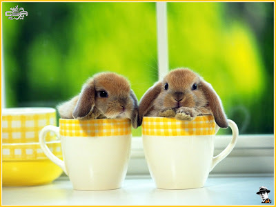 صور أرانب في غايـــة الجمال Rabbits-wallpaper-04