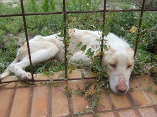 ADOPTADA !!Rescatada, medio muerta ante la indiferencia de la gente. SOS Jaen DSCF1102