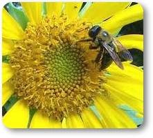 [JUAL] Biji bunga Matahari  Sunflower seed Bee-sf