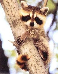 KALADONT (na dva slova) - Page 9 2212baby-raccoon-posters