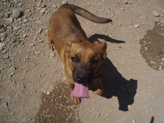 ADOPTADA!! ROXI (2008), cruce de boxer con displasia de cadera. Protectora amics dels animals del segria, Lleida. (PE) ROXI.JPG2