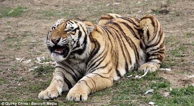 சீனாவில் நடக்கும் சர்க்கஸ் - கரணம் தப்பினால் புலியின் வாயில்  Siberian_Tiger_07-20100404